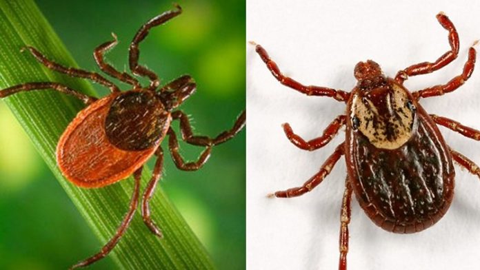 Medical Monday: lyme disease - CHCH