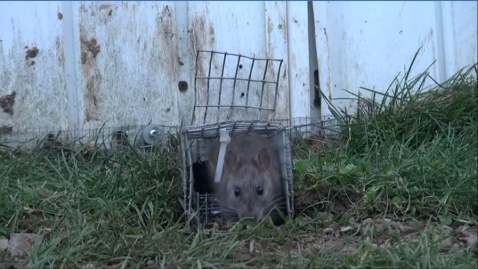 Oh Rats Hamilton Named Canadas 5th Rattiest City CHCH