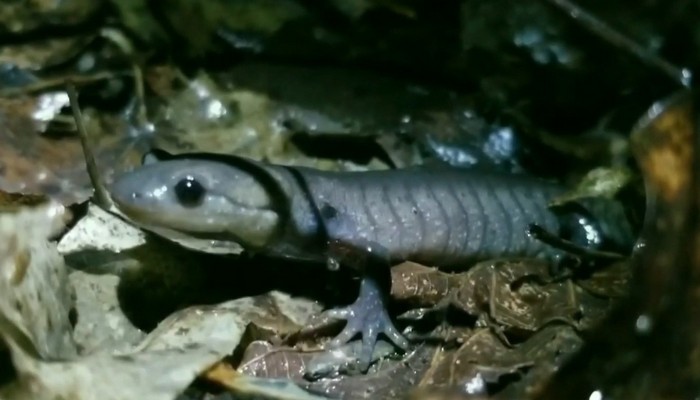 Burlington To Close King Road For Annual Salamander Migration