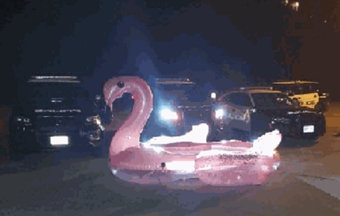 Three adults in floating pink flamingo rescued from water: Hamilton Police