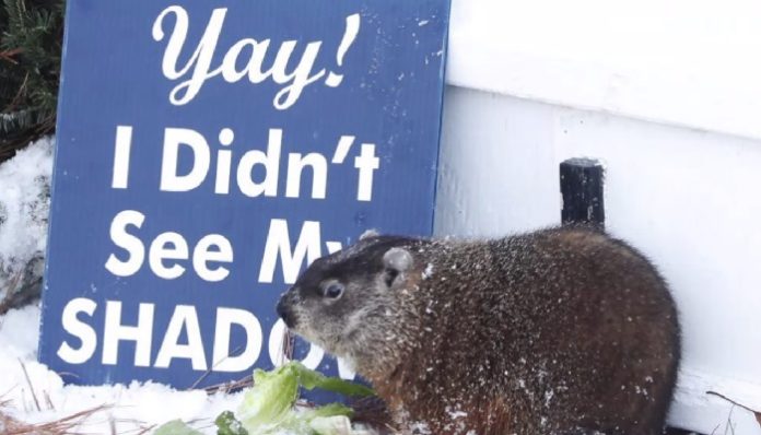 Groundhog Day goes virtual as Wiarton Willie predicts an early spring