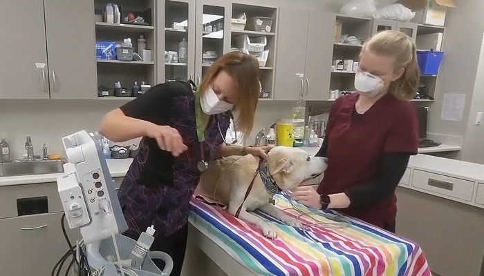 Local emergency deals veterinary clinic