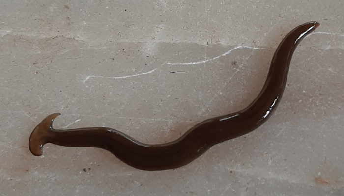 Newly Discovered Toxic Hammerhead Worm: Ontario's Latest Invasive Species Threat